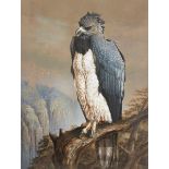 Harry Bright, British 1846-1895- A Harpy Eagle perched on a crag; watercolour, signed and dated