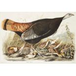 After John James Audubon, American 1785-1851- Great White Heron, no. 57 plate 281; aquatint with