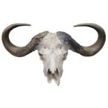 A large buffalo skull and horns, 43cm high x 98cm widePlease refer to department for condition