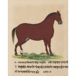 Four portraits of horses, Rajasthan, India, late 19th/early 20th century, opaque pigments on
