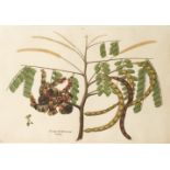 A study of the plant Aunnay Coondoomunny, Company School, South India, Malabar, or perhaps Madras,
