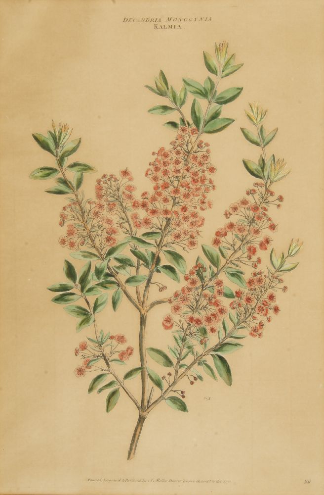 After John Miller, British 1715-c.1792- Pentandria Monogynia Nerium, Polyadelphia Icosandia