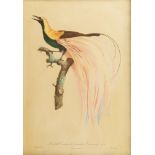 After Jacques-Louis Peree, French 1769-1832- Le grand Oiseau de paradis emeraide, Le petit Oiseau de