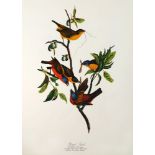 The Audubon Folio, 30 Great Bird Paintings, text by George Dock Jr.,