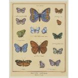 After Pietro Scattaglia, Italian c.1739-c.1810- Histoire Naturele: Papillons d'Europa (Butterflies