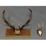 A mounted set of stag antlers, 20th century, on a rectangular plaque, 74cm high, together with