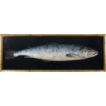 Salmon, a specimen painting of a fish on a black ground, oil on board, framed, 27 x 82cmPlease refer