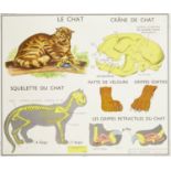 A French School framed and glazed lithographic poster depicting the anatomy of a cat, c.1950, 74 x