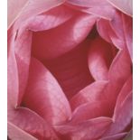 Nick Ross, British, late 20th. early 21st century- flowers, digital print, signed, 42 x 38cm (