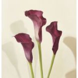 Sian Hopkinson, British b.1967- Three Magenta Calla Lilies; oil on board, signed and dated '03 to