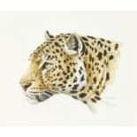 Stephen Gayford, British b.1954- 'Indian Tiger' and 'Leopard'; watercolour, 17x14.5cm and 14.5x17cm,