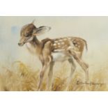 Edwin Penny, British 1930-2016- Young Fawn; watercolour, signed and bears inscription on the