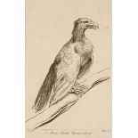 Arthur Pond, British 1701-1758- An eagle perching on a branch, in profile to right, after