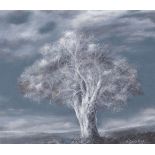 Andrei Sever, Russian/Israeli b.1958- Autumn Tree, 2006; pastel on cardboard, 39 x 45.5cm, (