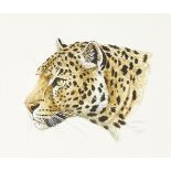 Stephen Gayford, British b.1954- Indian Tiger and Leopard; watercolours, two, 17x14.5cm and 14.