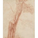 French School, 18th century- Study of a tree; red crayon on laid paper, 22x18.7cm Provenance: the