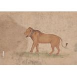 A lion in the Mughal style, India, 20th century, gouache on paper, depicted facing left, his mouth