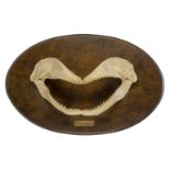A cast model of a sharks jaw, second half 20th century, inset with teeth, mounted on an oval oak
