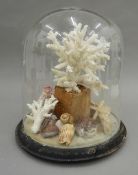 A Victorian glass dome enclosing various coral and shell specimens