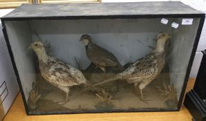 A case of taxidermy birds,