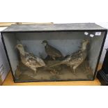 A case of taxidermy birds,