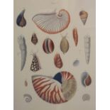 Two prints of shells,