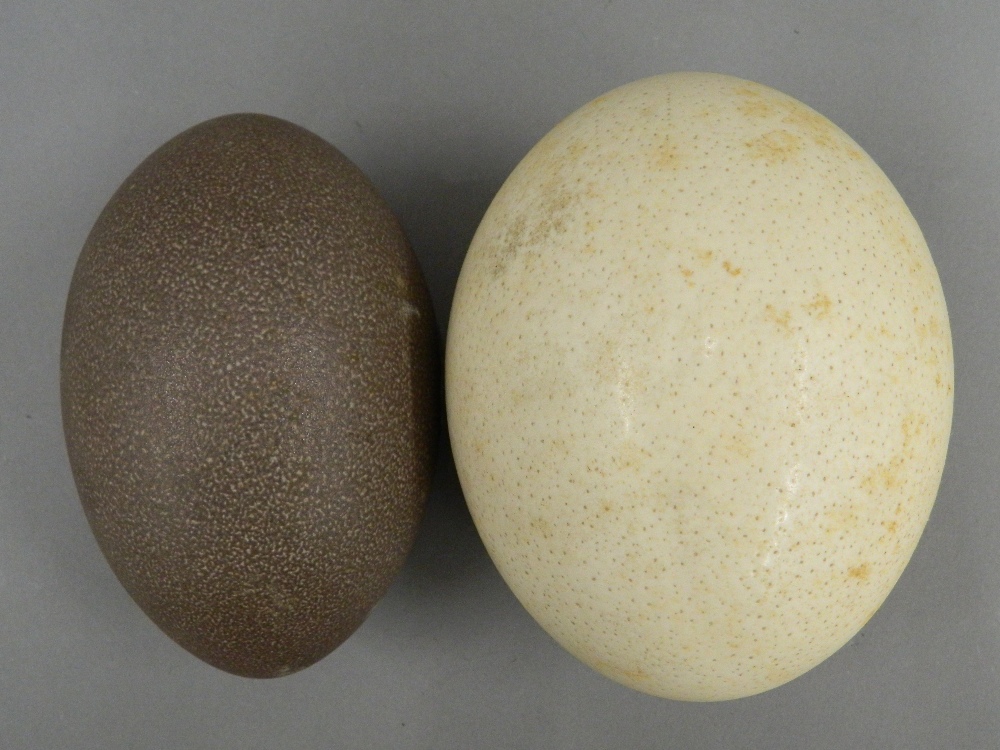 An ostrich egg and an emu egg - WITHDRAWN