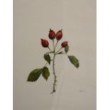 Rosehips, watercolour on paper, by Brenda Wilde, dated '66,
