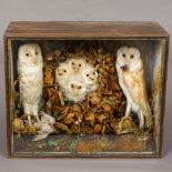 A late 19th/early 20th century preserved specimen of a pair of barn owls and four barn owl chicks