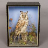 A late Victorian preserved taxidermy specimen of a long-eared owl (Asio otus) In naturalistic