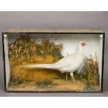 A late 19th/early 20th century preserved taxidermy specimen of a white pheasant (Phasianus