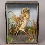 A late 19th/early 20th century preserved taxidermy specimen of a short-eared owl (Asio flammeus) In