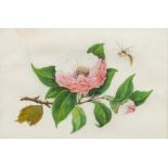 CHINESE SCHOOL (19th century) Flowers and Insects Watercolours on rice paper, unsigned,