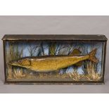 A late Victorian preserved taxidermy specimen of a pike In naturalistic setting in a glazed fronted