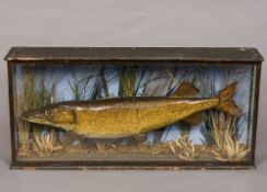 A late Victorian preserved taxidermy specimen of a pike In naturalistic setting in a glazed fronted