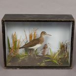 A late 19th/early 20th century preserved taxidermy specimen of a green sandpiper (Tringa