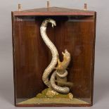 A preserved taxidermy specimen of a cobra (Naja naja) and a mongoose (Herpestes edwardsii) In a