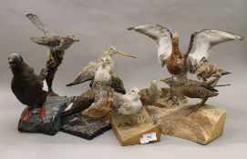 A quantity of taxidermy bird specimens. The tallest 36 cm.