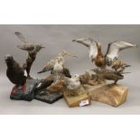 A quantity of taxidermy bird specimens. The tallest 36 cm.