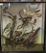 A case of taxidermy specimen birds, probably Australian,