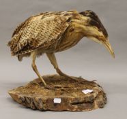 A taxidermy specimen of a bittern. 34 cm high.