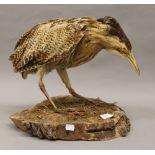 A taxidermy specimen of a bittern. 34 cm high.