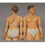 A vintage anatomical fold out booklet. 43 cm high.