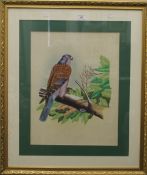 A painting on silk of a hawk, framed and glazed. 67 cm wide overall.