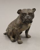 A cold painted bronze model of a bulldog. 12 cm high.