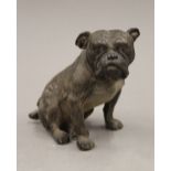 A cold painted bronze model of a bulldog. 12 cm high.
