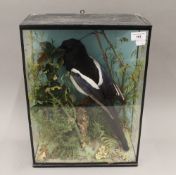 A cased taxidermy specimen of a magpie. 45.5 cm high overall.