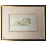 Recumbent Lion, pencil and watercolour, initialled S.A, framed and glazed. 25 x 16 cm.
