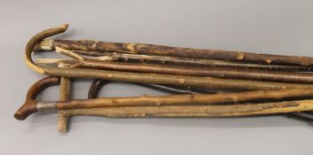 A quantity of rustic walking sticks. The largest 142 cm long.