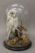 A Victorian taxidermy specimen of a Barn Owl, under a glass dome. 36 cm high.
